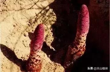 野外发现珍贵的植物千万要注意,新疆南疆常见荒漠野生植物