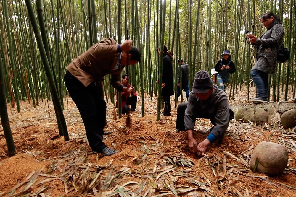 四月天山上春笋鲜,人间四月天春笋鲜