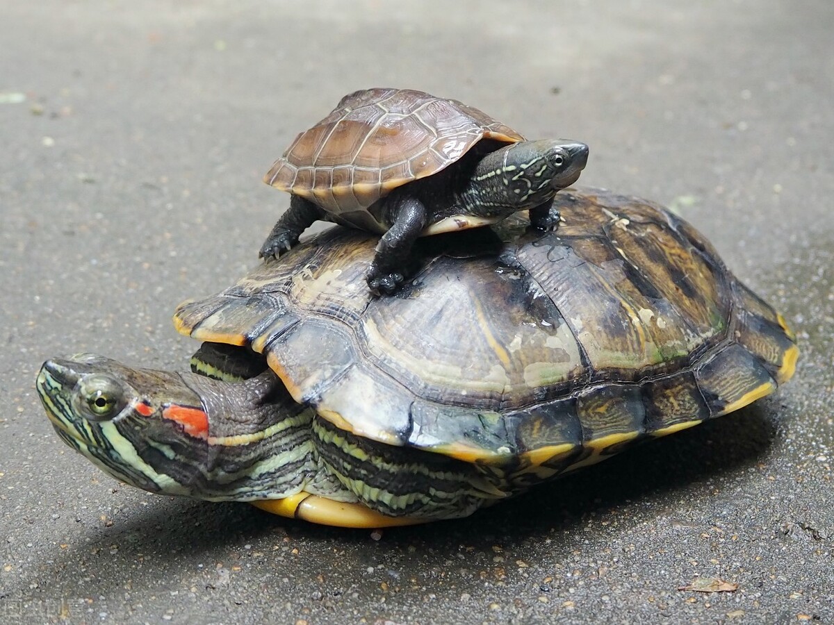 怎么养乌龟才是对的永远都养不死,乌龟好养还是自己养好