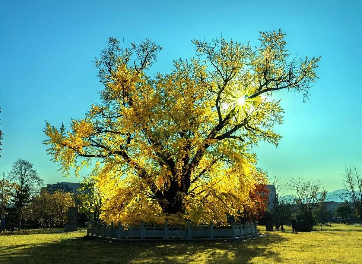 四棵千年银杏树,四棵千年古树