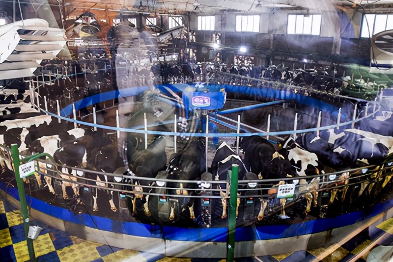 “海淘”已成过去,全产业链A2型奶粉诞生给中国宝宝母乳般呵护