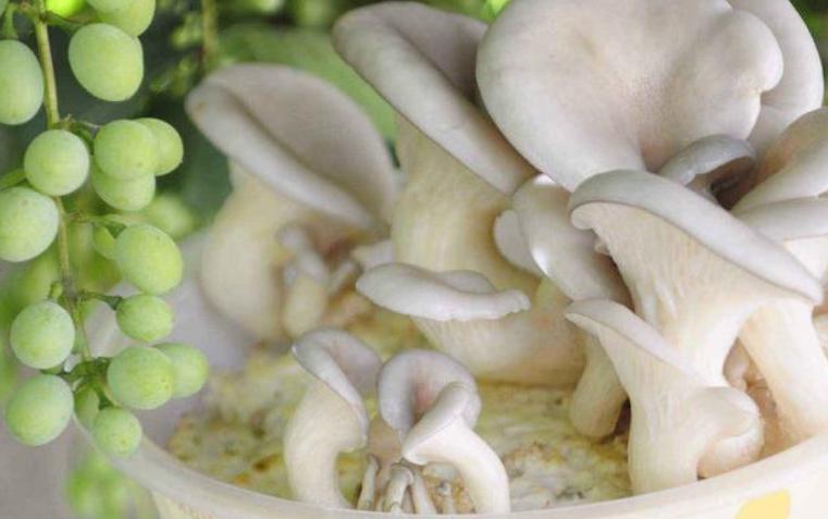 教你种植蘑菇,家庭蘑菇种植方法和步骤