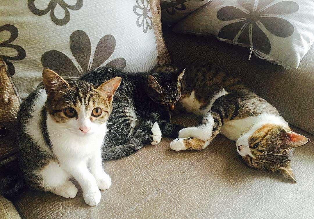 20块钱能买几只猫,20块钱买的猫