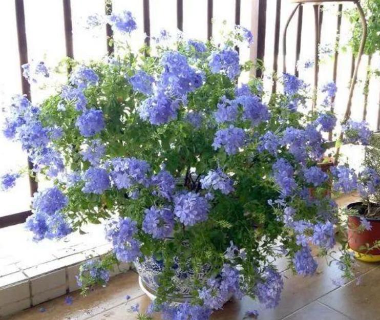 好养一年四季都可以开花的花,三种漂亮又好养的花