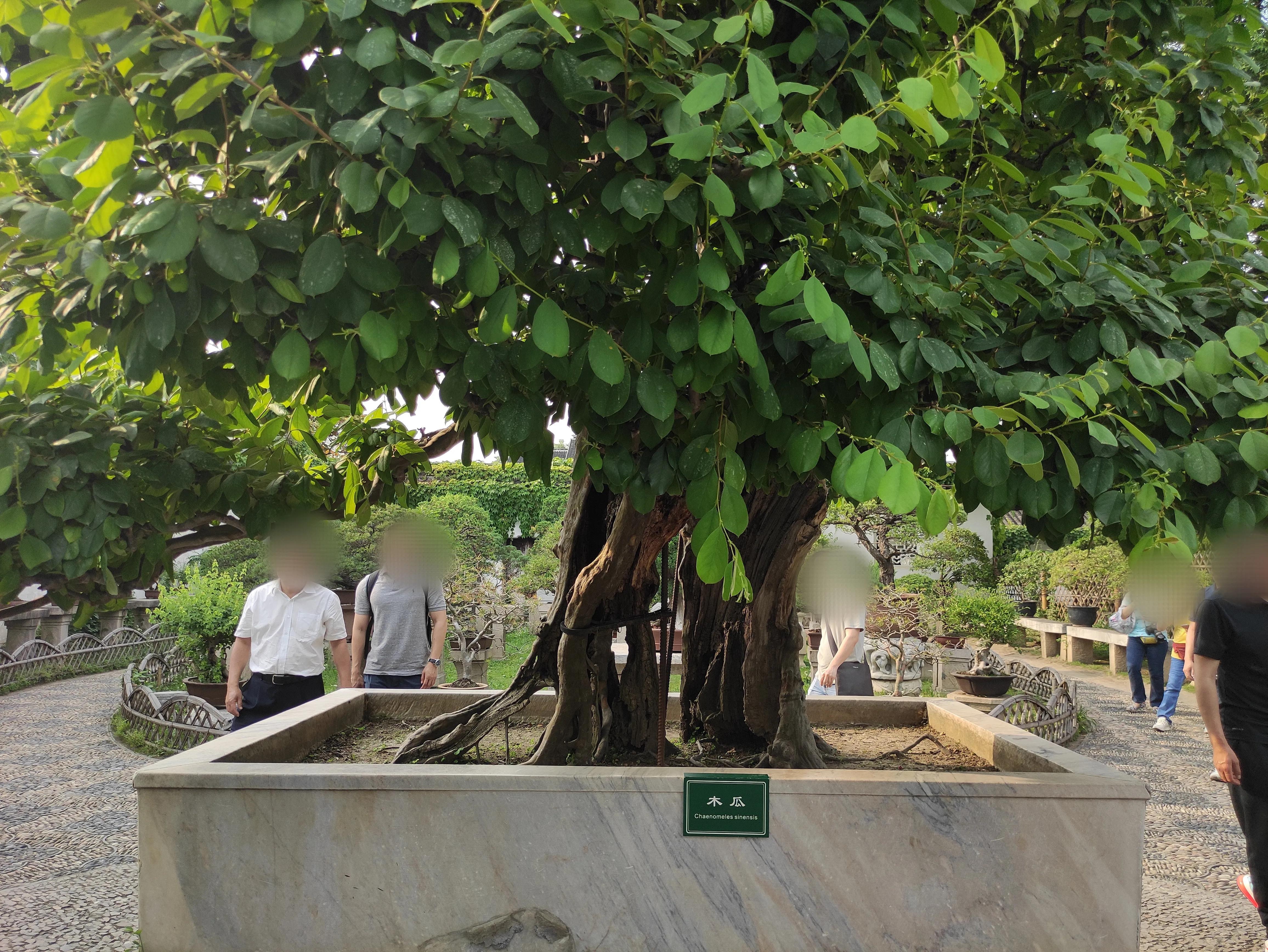 苏州园林拙政园预约,苏州园林拙政园民宿