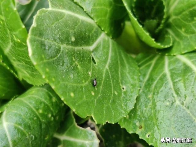 卖菜一斤利润不到一块能赚钱吗,菜农挣不挣钱