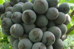 摩尔多瓦好吃吗,摩尔多瓦重要吗