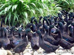 母鸡和母鸭的输精方法的区别,母鸭输精的正确方法