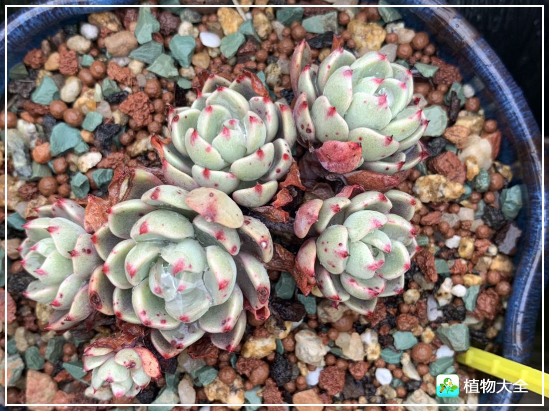 艾格尼亚多肉植物,多肉植物奥利维亚