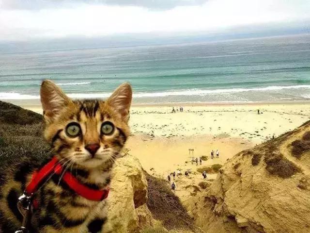 带猫这样玩才过瘾！史上最全遛猫攻略越看越爽