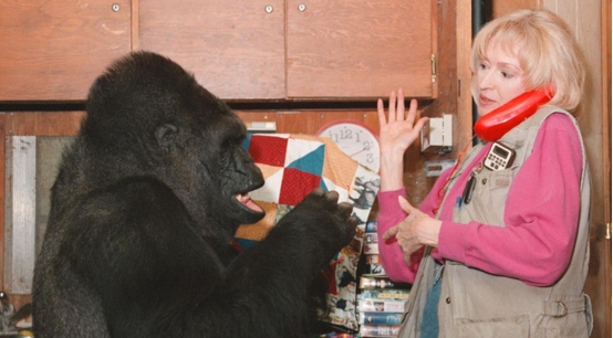 会1000多种人类手语的大猩猩,智商超过人类的猩猩完整版