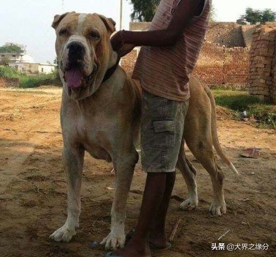 世界十大顶级斗犬排名,最厉害的斗犬排名第一