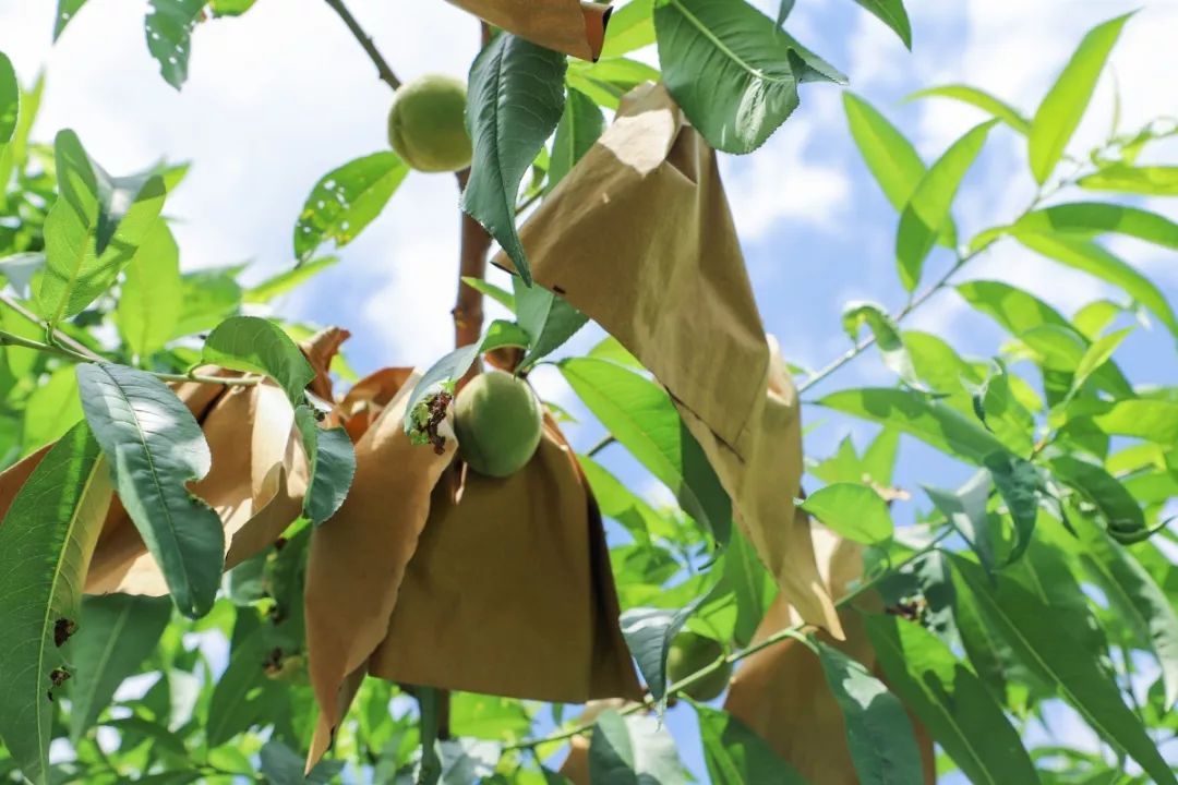 天时、地利、人和，一个深山网红桃的“修成”