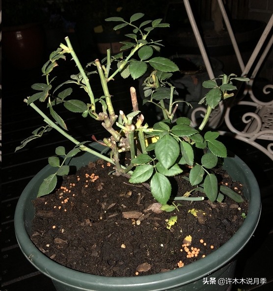 为什么月季一浇水全漏下去了,月季死一半继续养