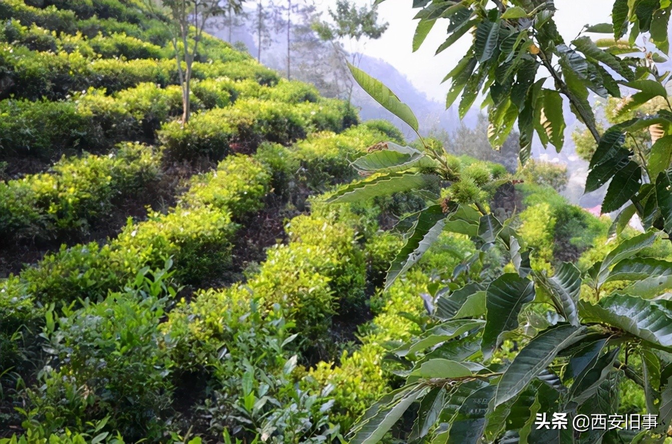 无拙庄主简介,无拙