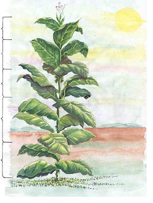 小猪说烟斗入门,小猪说电影完整版