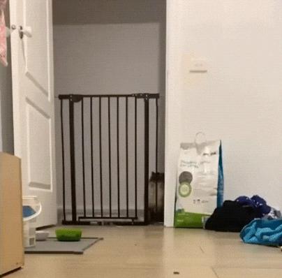 微胖渐欲迷人眼分分钟缴械投降的动态图