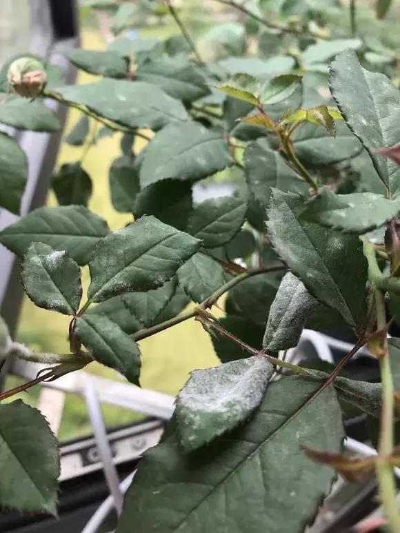 花儿黄叶烂叶怎么办,花儿叶子发黄用什么药