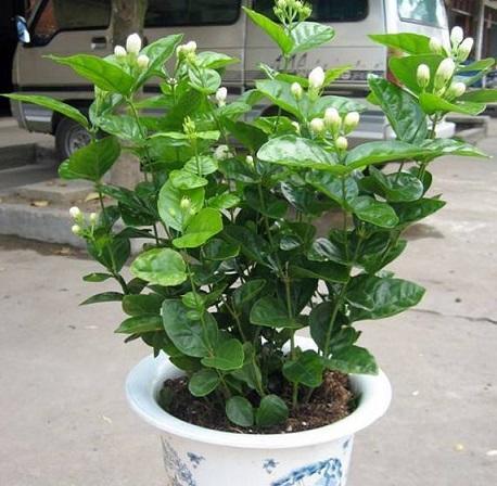 茉莉花养老桩好不好,新买的茉莉花怎么养成老桩
