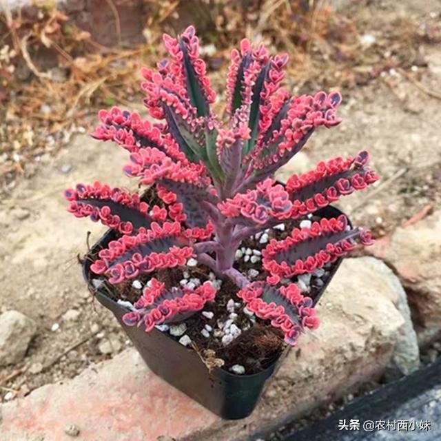 不死鸟多肉怎么种植,不死鸟多肉怎么种