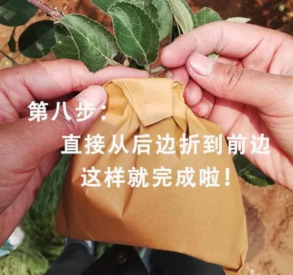 苹果套袋前打什么杀菌药好,苹果套袋的正确方法