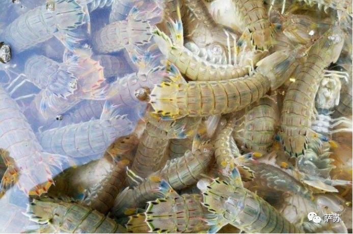 两只虾做三道菜,两只虾做三道菜一汤