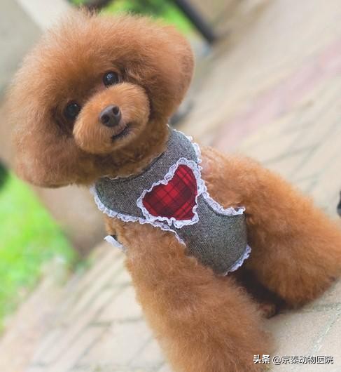 为什么狗狗洗澡很抗拒,给狗狗洗澡的几个小常识