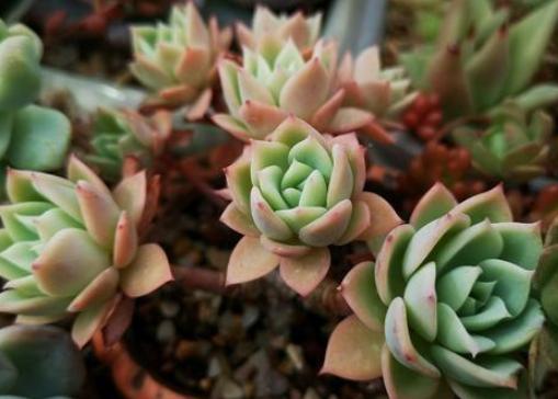 多肉长气根的原因和处理方法,多肉不长芽怎么处理