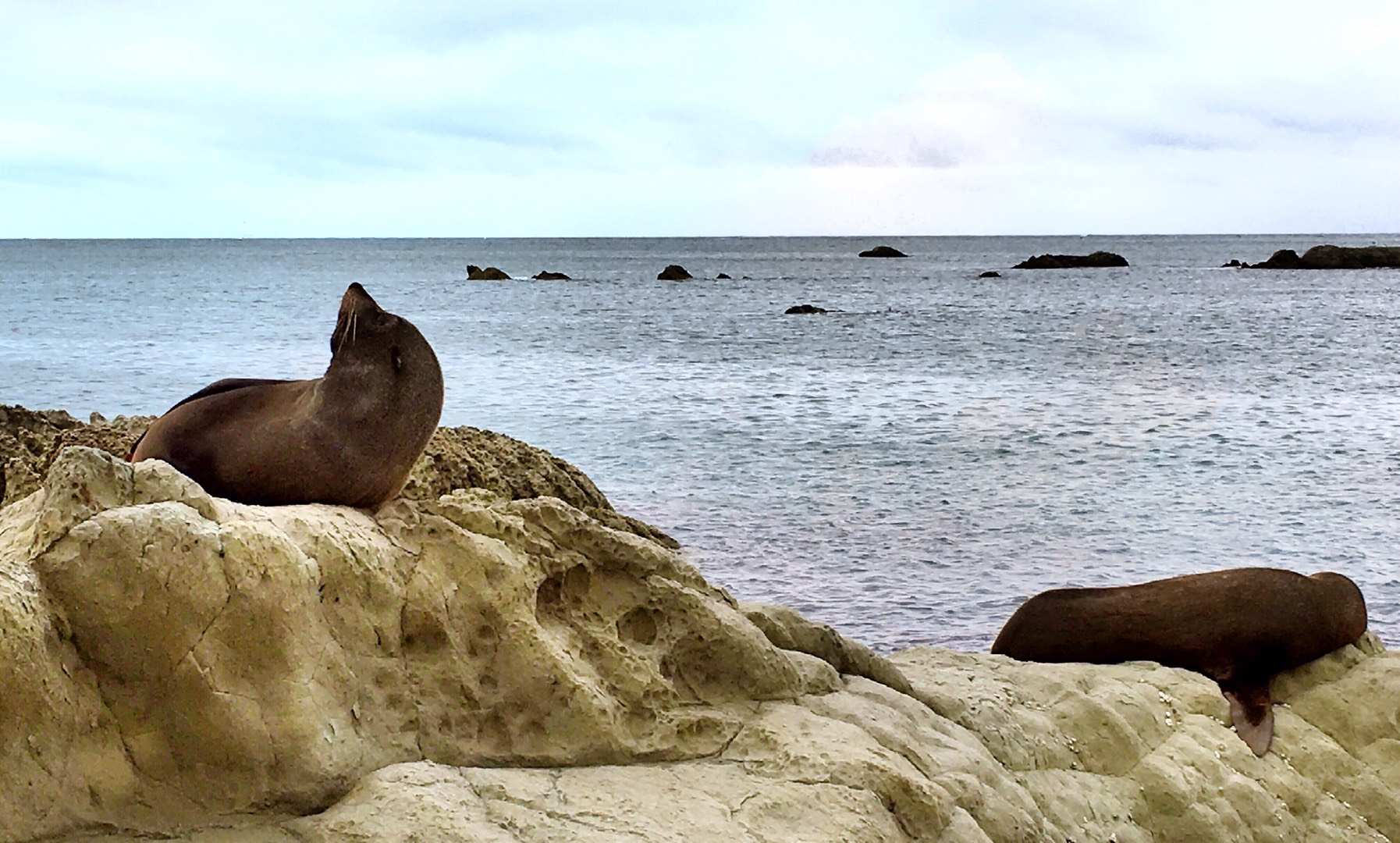 超好用的新西兰自驾攻略（二）——凯库拉