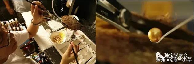 珍珠的知识图片大全,珍珠最全知识