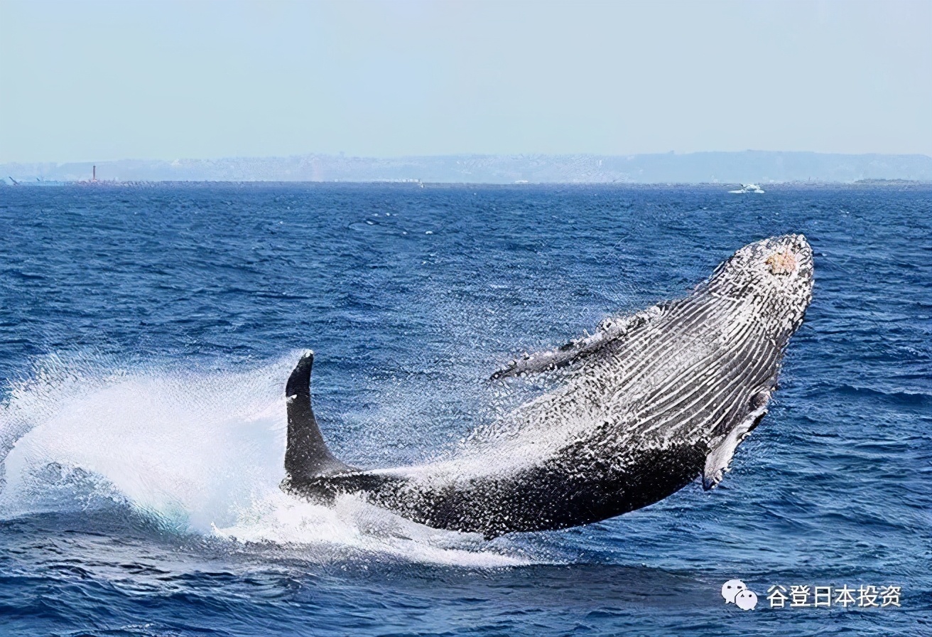 等疫情过后去日本旅行,疫情结束我们一起去旅游吧