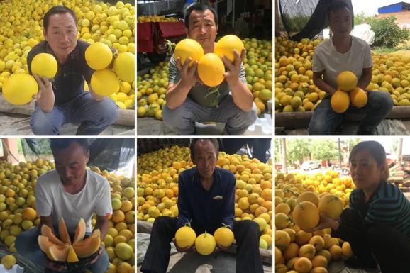 30万斤黄金蜜瓜卖不动！这甜蜜的烦恼，让散户果农们苦不堪言