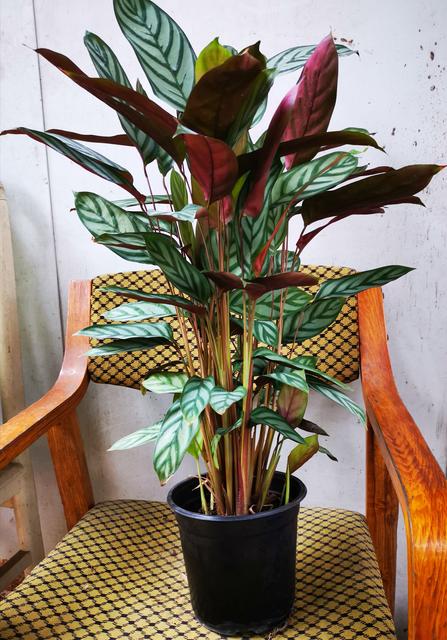 好养的盆栽花卉大全,人养花花