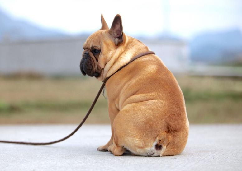 养法国斗牛犬需要注意什么,养法国斗牛犬脏吗