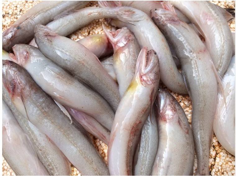 东海海鲜美食大全,家乡特色海鲜美食