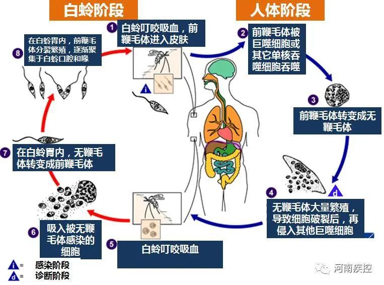 阳泉疾控揭牌,阳泉郊区河底黑热病防控