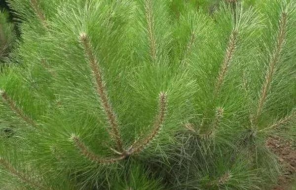 樟子松的种植方法和管理,樟子松苗前景怎么样