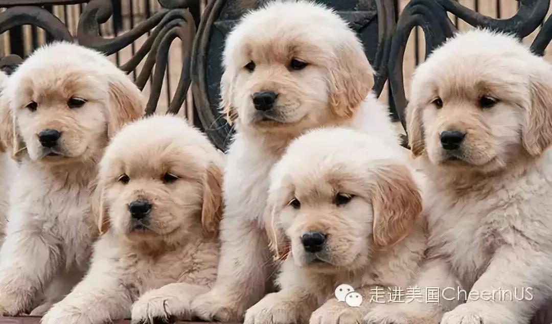 美国家庭都养什么犬,美国人喜欢养什么猛犬