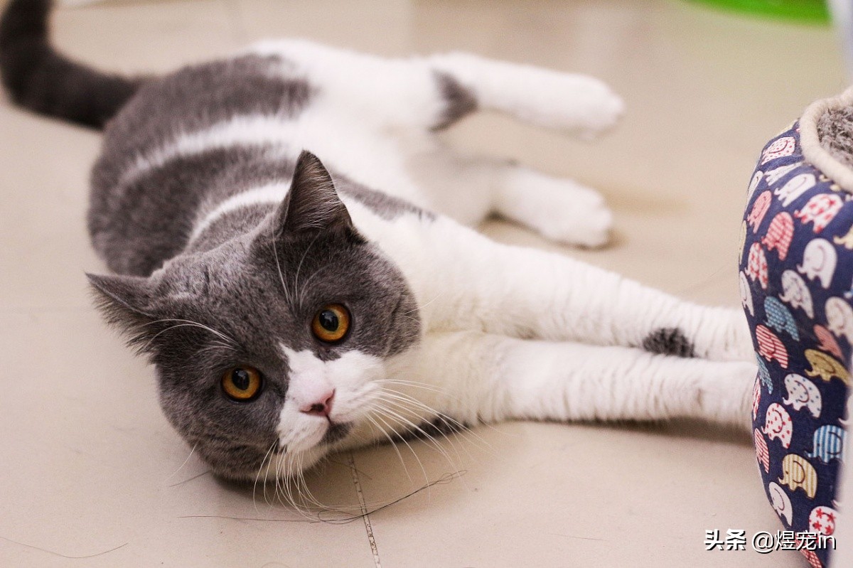 如何处置调皮的小猫咪,怎么让猫咪变得调皮捣蛋