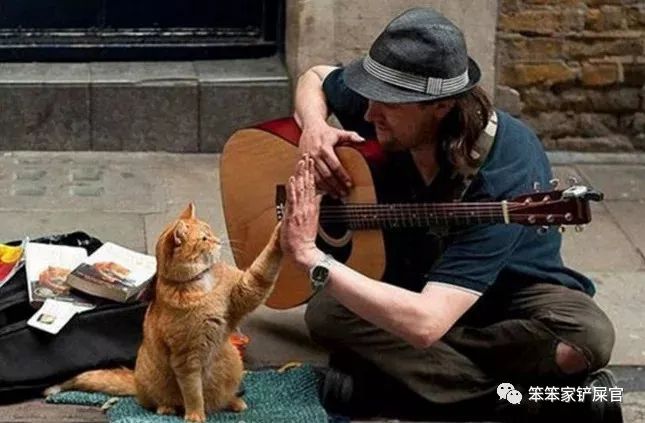 你家猫咪抑郁了？一文告诉你如何测试和应对猫咪抑郁症