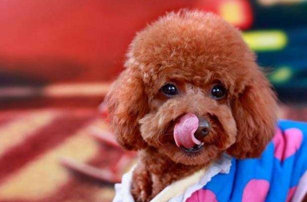 泰迪犬这几个行为就是在向你报恩,泰迪有这6种行为说明已经爱上你