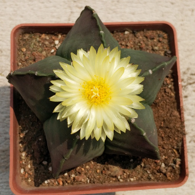 仙人掌介绍60多种独特的仙人掌,仙人掌开花的美图