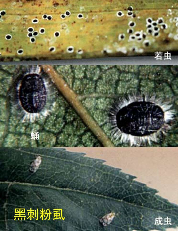 木虱的防治方法和病害有哪些,木虱类害虫的特点及防治方法