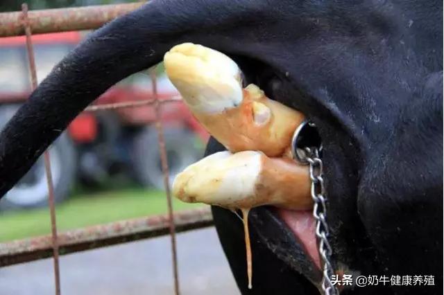 奶牛场的管理运营,奶牛牧场养殖管理办法