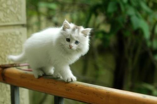 拽猫尾巴会导致拉稀么,为什么拽猫咪的后背毛会抖动