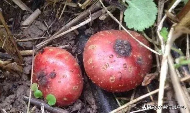 国内好吃的热带水果有哪些,小众水果推荐