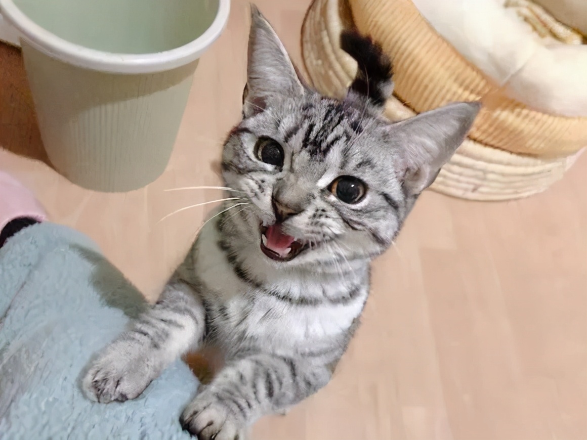 因为养猫产生家庭矛盾该不该弃养,因为养猫和婆婆有矛盾怎么判