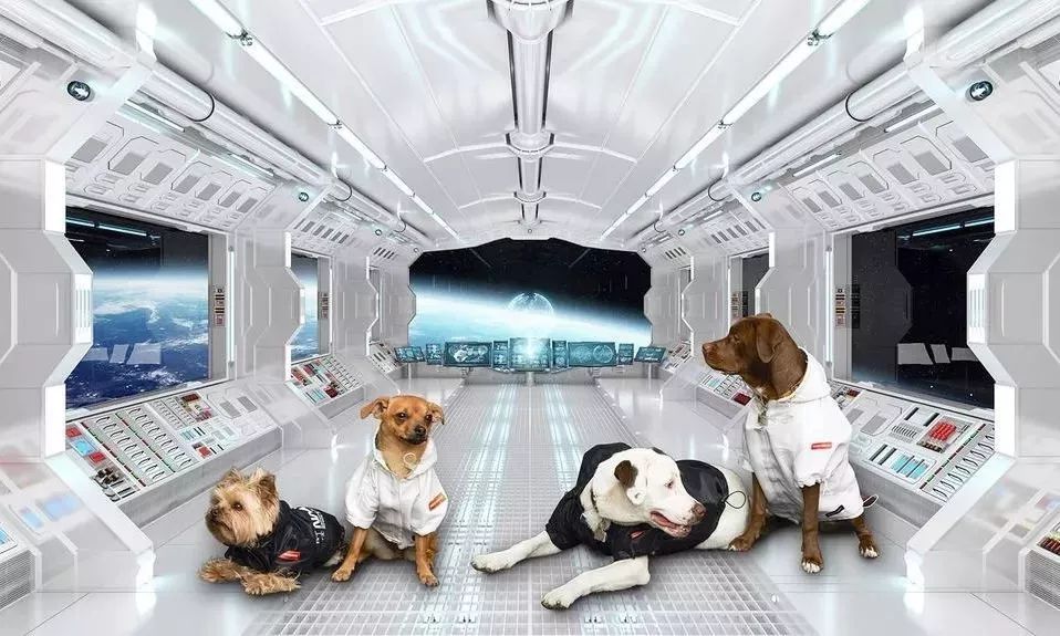 宠物比人吃得好,宠物比人金贵系列