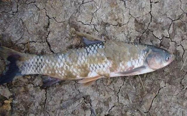 水霉病鱼塘怎么治疗,水霉病最佳消灭方法水产养殖