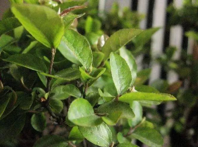 雀梅的习性,雀梅怎样认识